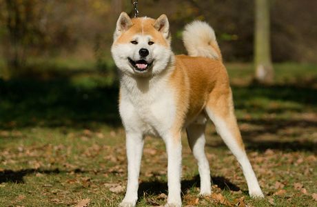 Akita Furusatomura