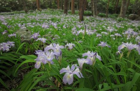 Shikokusangaku Botanical Garden Gakujin no Mori