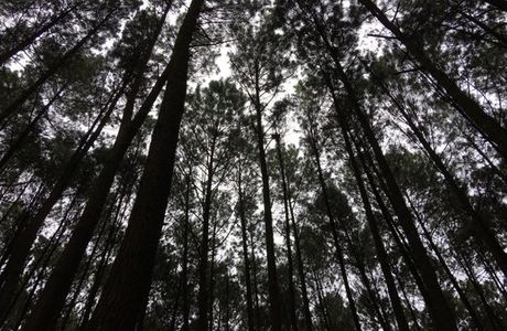 Hutan Pinus Bukit Becici