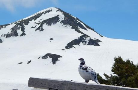 Tateyama Nature Conservation Center