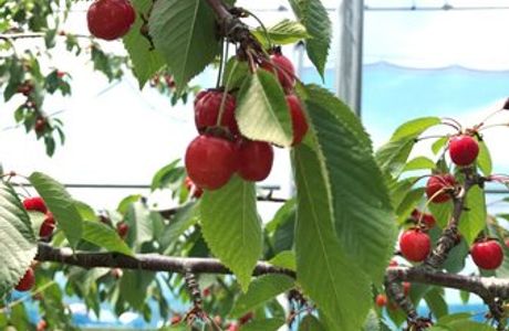 Abashiri Kanko Fruit Farm