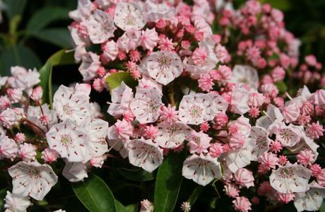 Kalmia