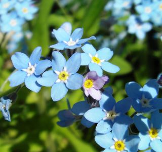 myosotis regali