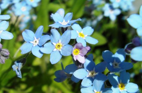 myosotis regali