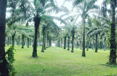Jardin botanique de Bingerville