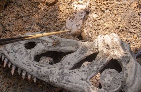 Dinosaur Fossil Excavation Site