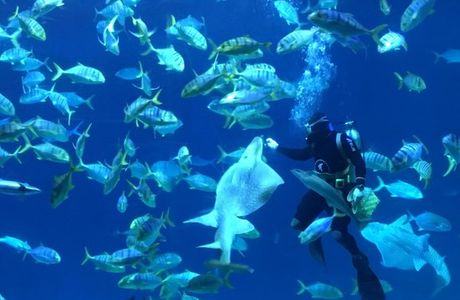 National Museum of Marine Biology and Aquarium