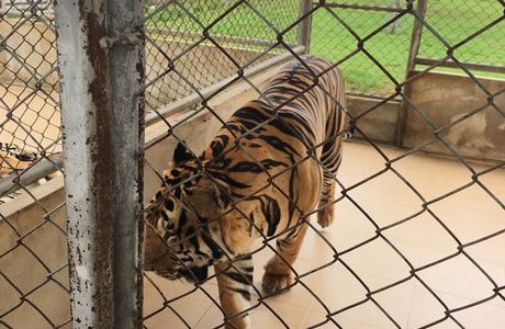 Damnoen Saduak Tiger Zoo