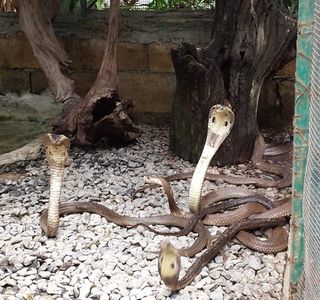 Snake Farm and Monkey School