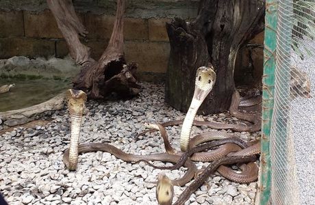 Snake Farm and Monkey School