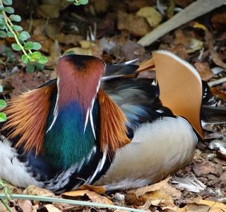 Avifauna