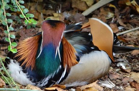 Avifauna