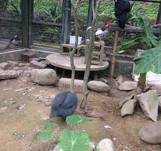 Forest and Bird Garden