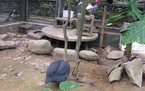 Forest and Bird Garden 1