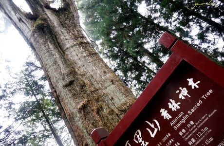Alishan National Forest Recreation Area