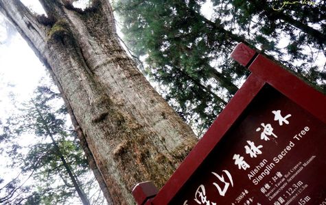 Alishan National Forest Recreation Area 1