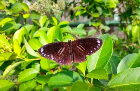 Golden Lion Lake Butterfly Garden