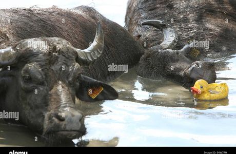 De Stoerderij Waterbuffels