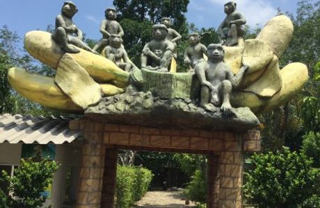 Monkey Training Center