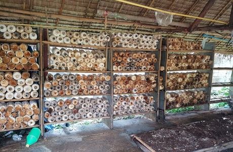 Daeng Mushroom Farm