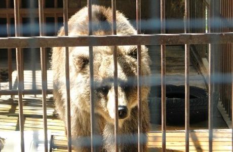 Medvedevskiy Mini Zoo