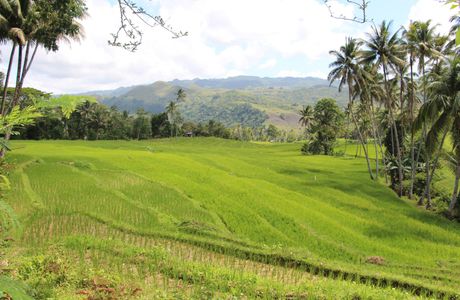 Cambuyo Rice Terraces
