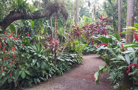 Jardin des Parfums et des Epices