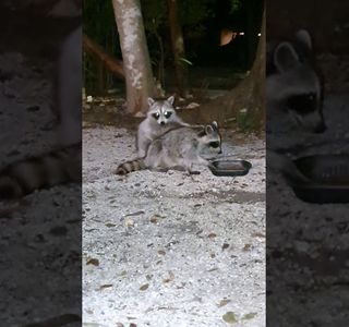 Raccoon Key