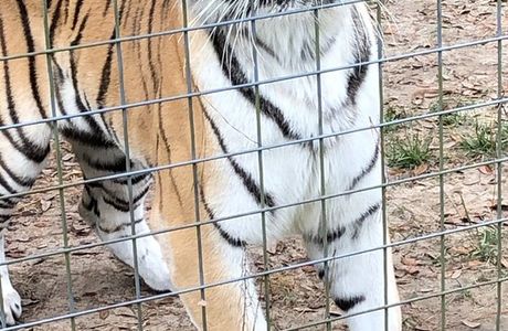 Carson Springs Wildlife Conservation Foundation