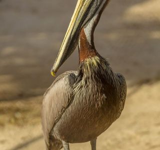 Seaside Seabird Sanctuary