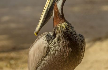 Seaside Seabird Sanctuary