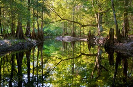 Green Swamp