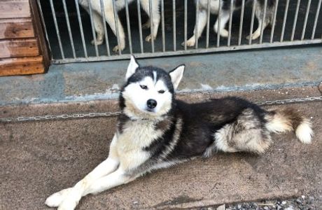 Huskyhaven