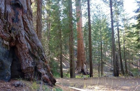 North Grove Loop Trail