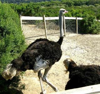 Ostrich Land