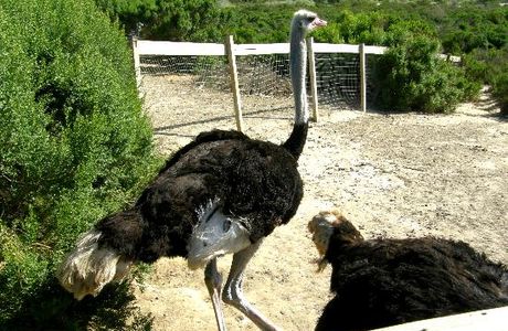 Ostrich Land
