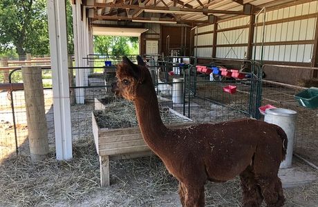 Manna Meadows Alpacas