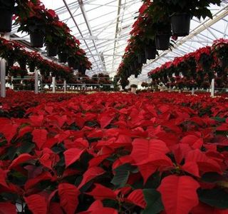 Bergen's Greenhouses, Inc