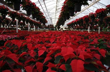 Bergen's Greenhouses, Inc