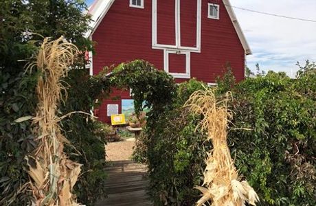 Berry Patch Farm