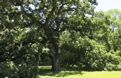 Giant Oak Park