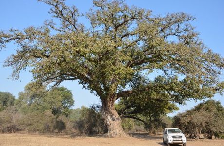 Camping Sites at Mana Pools National Park