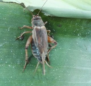 Thien An Cricket Farm