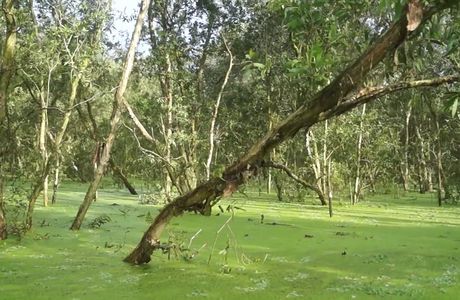 Tra Su Bird Sanctuary