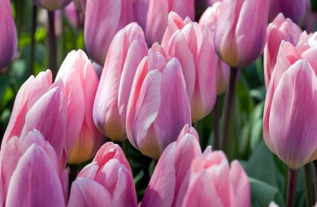 Tulip Spa