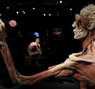 Inside the Human Body