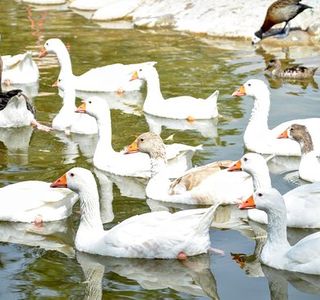 Al Areen Wildlife Sanctuary