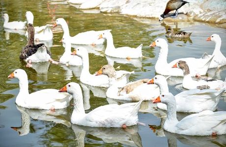 Al Areen Wildlife Sanctuary