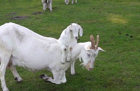 Kinderboerderij Mikerf