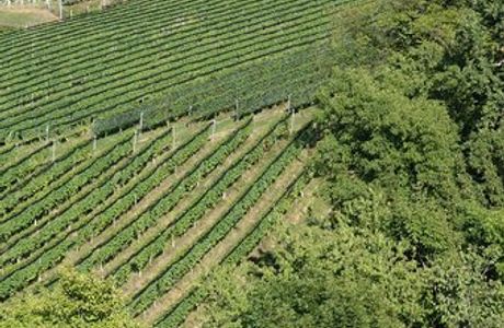 Weinweg der Sinne